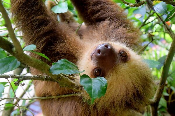 Животные Коста-Рика с фото и описанием - Трёхпалый ленивец