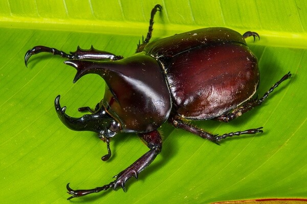 Животные Коста-Рика с фото и описанием - Дупляк или жук-носорог