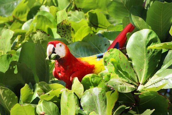 Животные и птицы Коста-Рика с фото и описанием - Красный ара