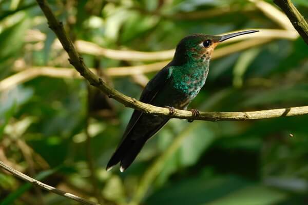 Птицы Коста-Рики с фото и описанием - Мангровая амазилия (вид колибри)