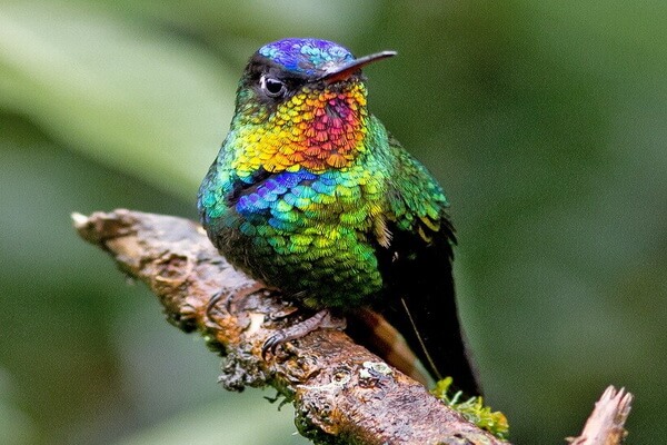 Птицы Коста-Рики с фото и описанием - Огненногорлый колибри