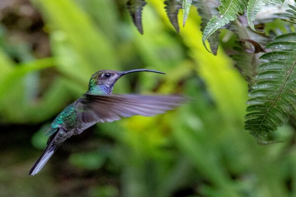 Птицы Коста-Рики с фото и описанием - Чернобрюхий колибри