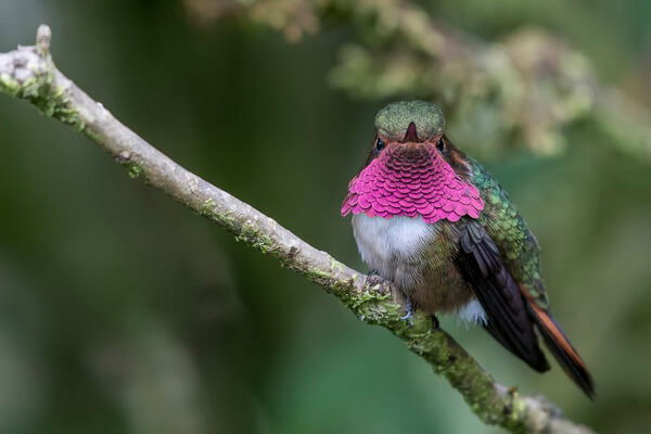 Птицы Коста-Рики с фото и описанием - Винногорлый селасфорус (вид колибри)