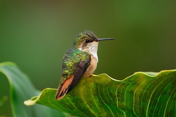 Птицы Коста-Рики с фото и описанием - Искристый селасфорус (вид колибри)