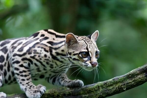 Животные Коста-Рика с фото и описанием - Онцилла