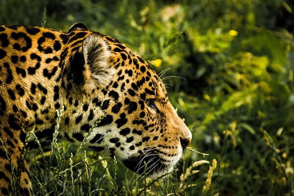 Животные Коста-Рика с фото и описанием - Ягуар