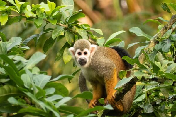 Животные Коста-Рика с фото и описанием - Саймири или беличьи обезьяны
