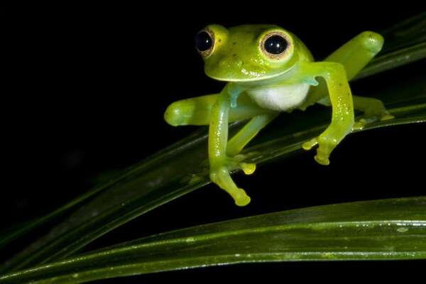 Животные Коста-Рика с фото и описанием - Стеклянная лягушка