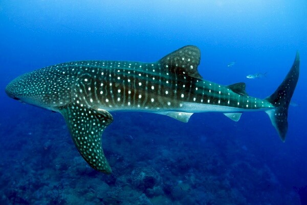 Животные Коста-Рика с фото и описанием - Китовая акула