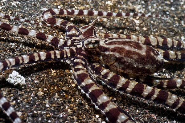 Животные, меняющие окрас - Мимический индонезийский осьминог