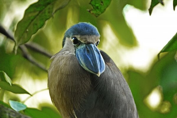 Животные мангровых лесов с фото и описанием - Челноклюв (птица)