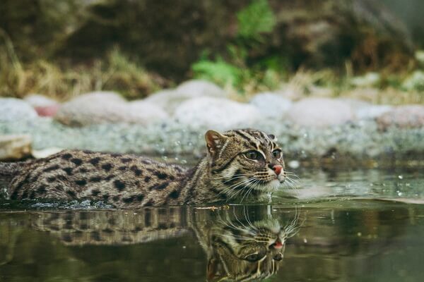 Животные мангровых лесов с фото и описанием - Кошка-рыболов или рыбья кошка