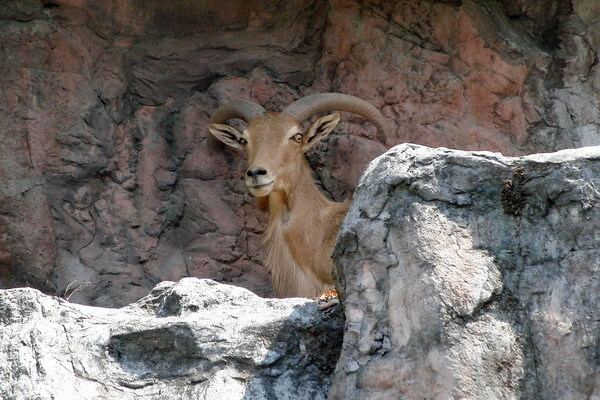 Животные Марокко с фото и описанием - Гривистый баран (аруи)