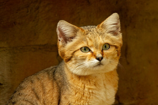 Животные Марокко с фото и описанием - Барханный кот