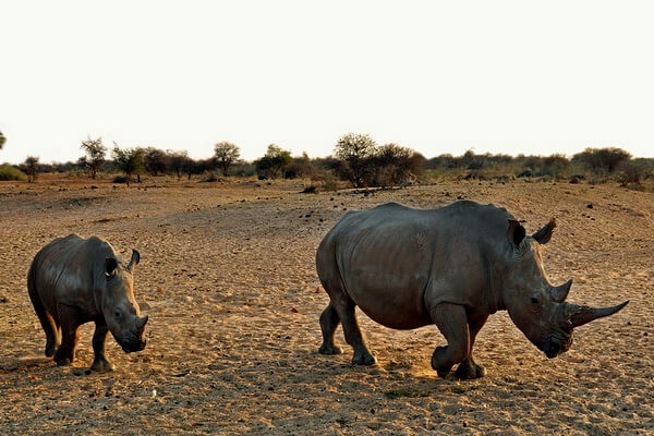 Животные Намибии с фото и описанием - Чёрные носороги