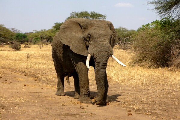Животные Намибии с фото и описанием - Саванный слон