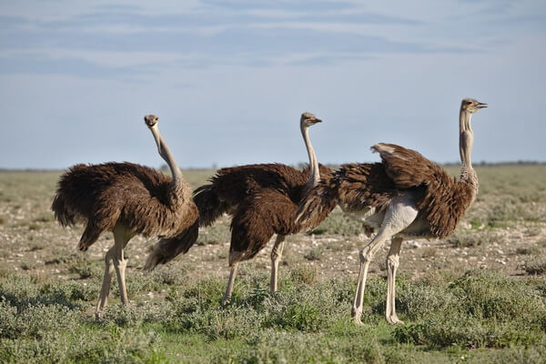 Животные Намибии с фото и описанием - Южноафриканский страус