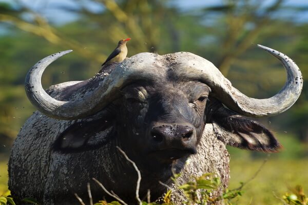 Животные Намибии с фото и описанием - Африканский буйвол
