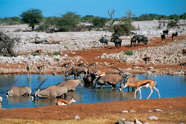 Уникальная фауна Намибии