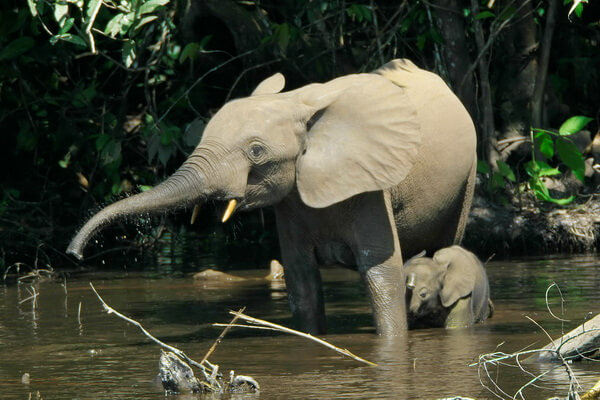 Животные Нигерии с фото и описанием - Лесной слон