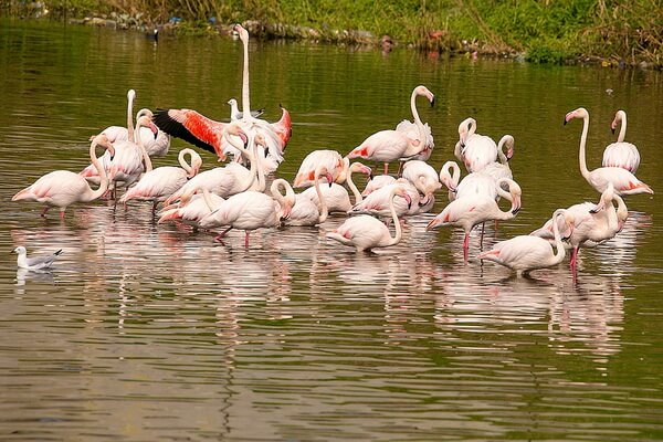 Животные Нигерии с фото и описанием - Фламинго