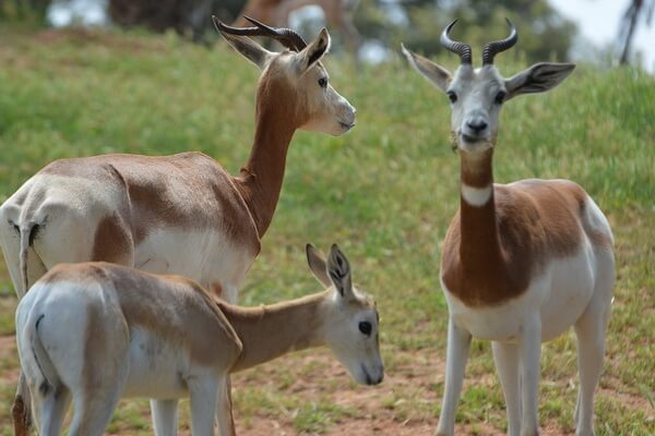 Животные Нигерии с фото и описанием - Газель-дама или сахарская газель