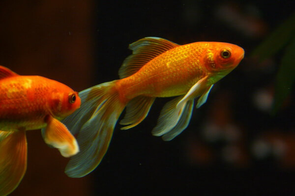 Оранжевые животные с фото и описанием - Золотая рыбка