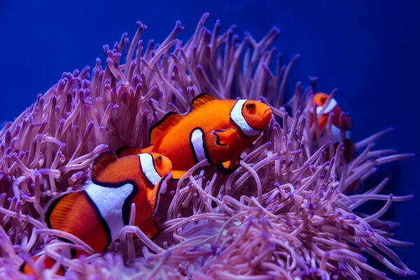 Животные оранжевого цвета с фото и описанием - Рыба-клоун или рыба-анемон