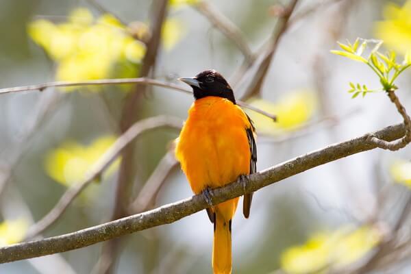 Птицы оранжевого цвета с фото и описанием - Цветные трупиалы