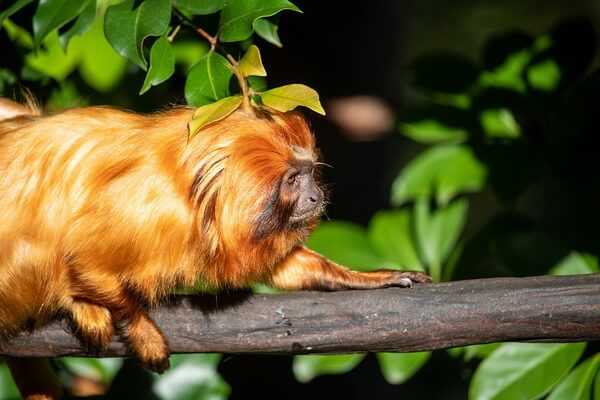Оранжевые животные с фото и описанием - Золотистая львиная игрунка