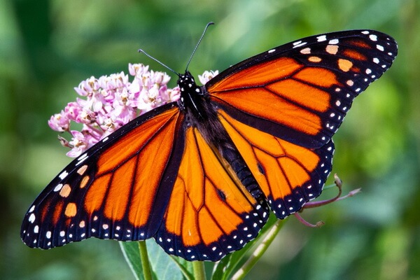 Животные оранжевого цвета с фото и описанием - Данаида монарх 