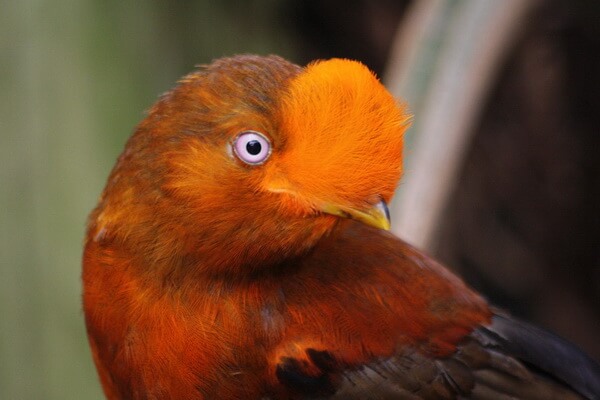 Птицы оранжевого цвета с фото и описанием - Скалистые петушки