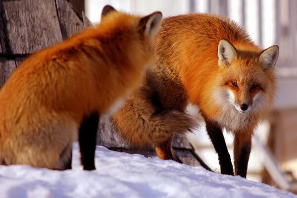 Оранжевые животные с фото и описанием - Рыжая лисица
