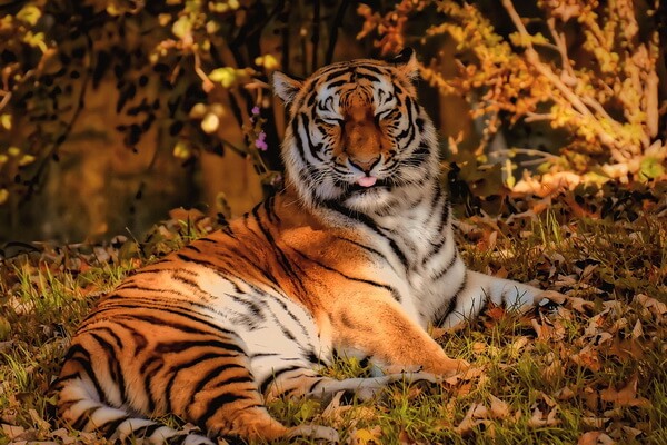 Животные оранжевого цвета с фото и описанием - Тигры