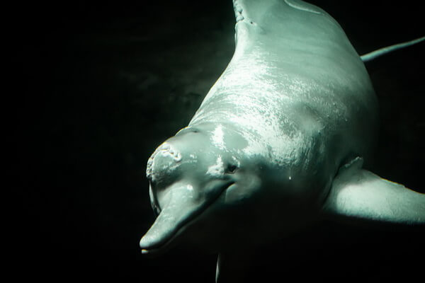 Фауна Перу - Амазонский речной дельфин или иния