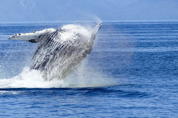 Фауна Перу - Горбатый кит