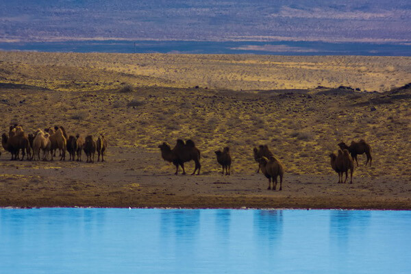 Животные пустыни Гоби с фото и описанием - Двугорбый верблюд (бактриан)