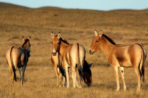 Животные пустыни Гоби с фото и описанием - Кулан или джигетай