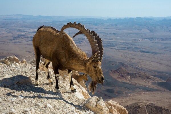 Животные пустыни Гоби с фото и описанием - Гобийский козерог