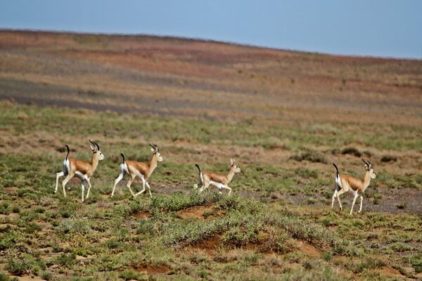 Животные пустыни Гоби с фото и описанием - Джейран