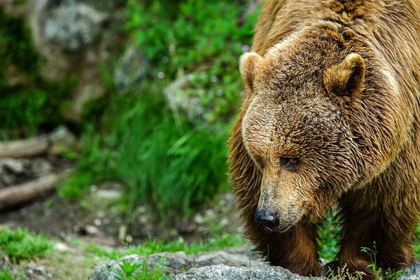 Животные Румынии с фото и описанием - Бурый медведь