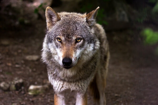 Животные Румынии с фото и описанием - Серый волк