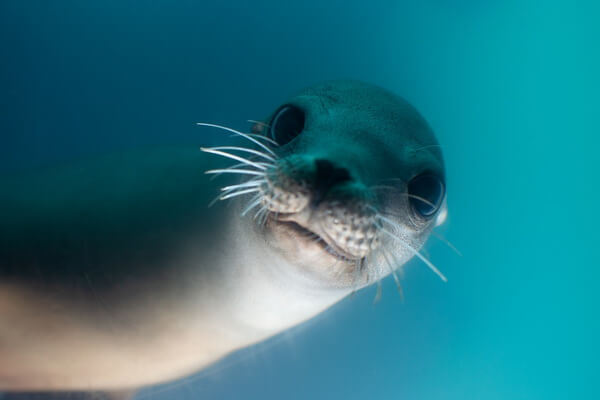 Животные Северного Ледовитого океана с фото и описанием - Тюлени