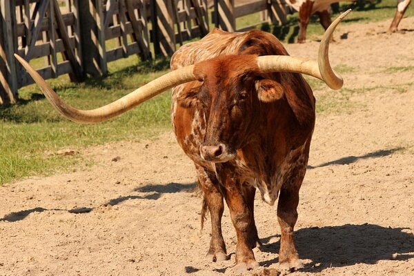 Животные Техаса с фото и описанием - Техасский лонгхорн