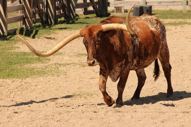 Животные Техаса - фото, названия, описание