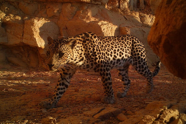 Животные ОАЭ с фото и описанием - Южноаравийский леопард