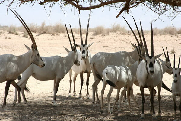 Животные ОАЭ с фото и описанием - Белый или аравийский орикс