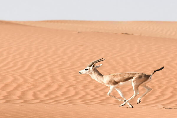 Животные ОАЭ с фото и описанием - Арабская песочная газель (реэм)