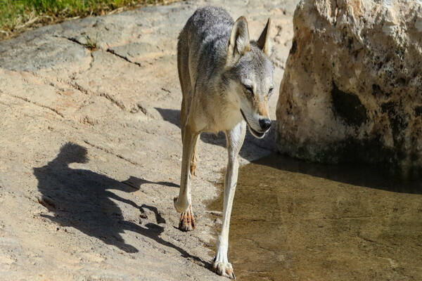 Животные ОАЭ с фото и описанием - Аравийский волк