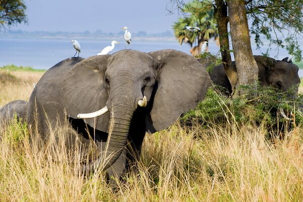 Животные Уганды с фото и описанием - Африканский слон